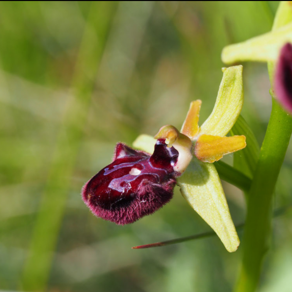 Ophrys incubacea